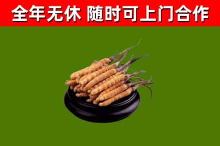 华亭市回收散虫草