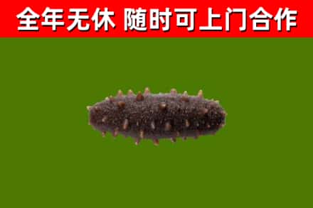 华亭市回收海参干